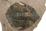 Bargain, Metacanthina Trilobite - Lghaft, Morocco #312257-1